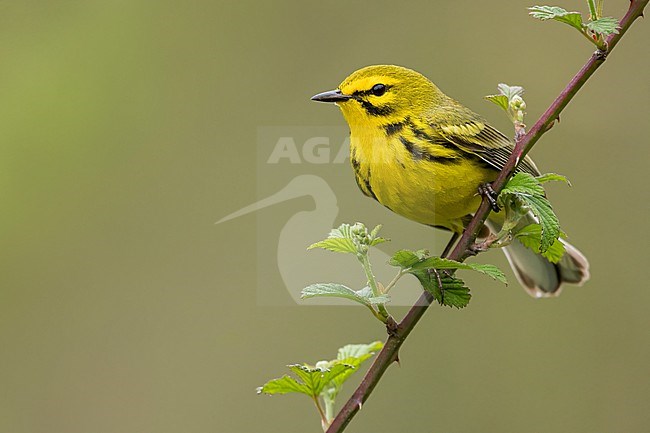 Prairie Warbler (Setophaga discolor) Perched on a branch in USA stock-image by Agami/Dubi Shapiro,