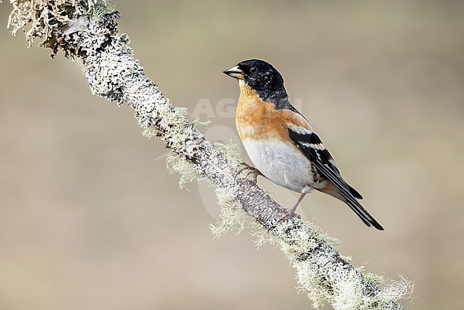Male Brambling in adult summer plumage stock-image by Agami/Onno Wildschut,