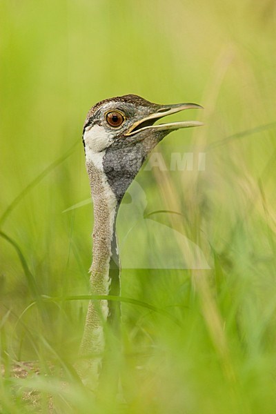 Baltsend mannetje Zwartbuiktrap, Displaying male Black-bellied Bustard stock-image by Agami/Wil Leurs,