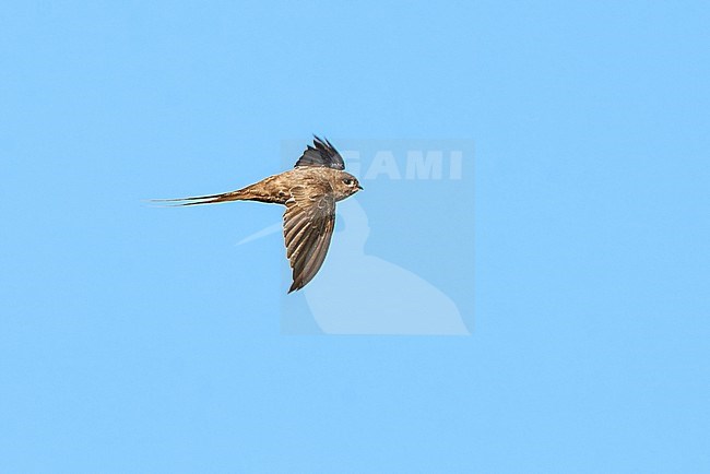 African Palm Swift (Cypsiurus parvus) flying against a blue sky as a background, Augrabies Falls NP, South Africa stock-image by Agami/Tomas Grim,