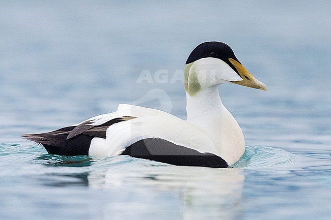 Common Eider (Somateria mollissima borealis), side view of an adult male swimming, Southern Region, Iceland stock-image by Agami/Saverio Gatto,