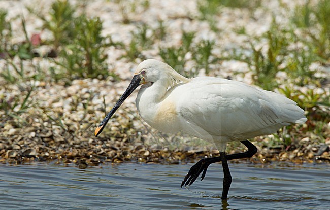 Foeragerende Lepelaar, Eurasian Spoonbill foraging stock-image by Agami/Roy de Haas,