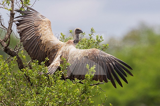 White-backed Vulture (Gyps africanus), immature perched on a tree spreading its wings, Mpumalanga, South Africa stock-image by Agami/Saverio Gatto,