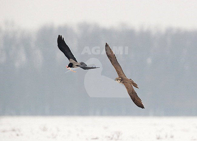 Sakervalk in vlucht in achtervolging op een Bonte Kraai; Saker (Falco cherrug) in flight chasing a Hooded Crow stock-image by Agami/Arie Ouwerkerk,