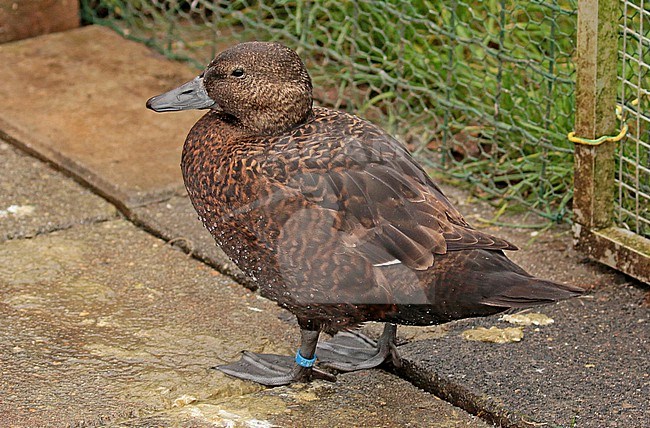 Steller's Eider, Polysticta stelleri stock-image by Agami/Fred Visscher,
