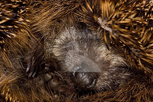 Europese Egel; West-European Hegdehog stock-image by Agami/Theo Douma,