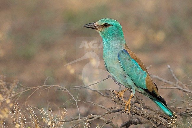 Adult Eastern European Roller, Coracias garrulus semenowi, in Tajikistan. stock-image by Agami/Ralph Martin,