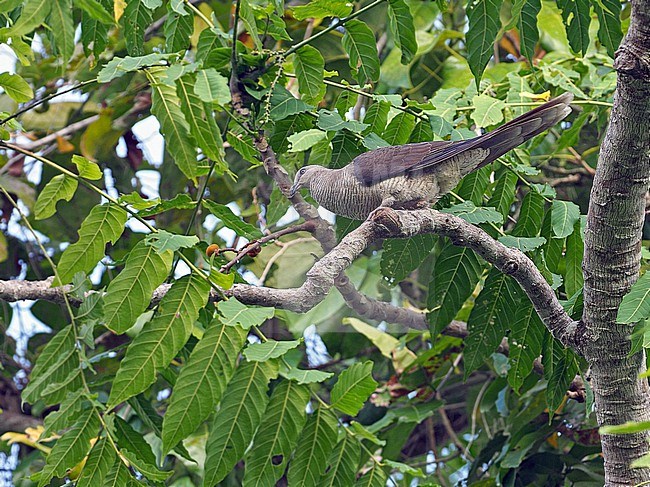 Flores Sea Cuckoo-Dove, Macropygia macassariensis, in the Banda Sea, Indonesia. Perched in a tree. stock-image by Agami/James Eaton,