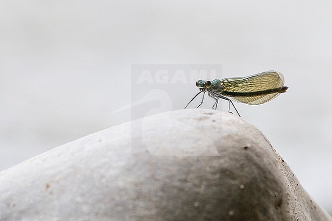 Western Demoiselle, Calopteryx xanthostoma stock-image by Agami/Theo Douma,