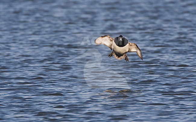 Kuifeend in vlucht; Tufted Duck in flight stock-image by Agami/Marc Guyt,