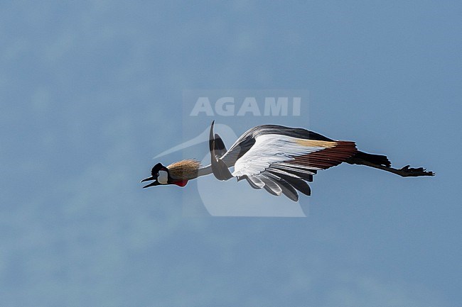 Grey crowned-crane, Balearica regulorum, in flight. Ngorongoro Conservation Area, Tanzania. stock-image by Agami/Sergio Pitamitz,
