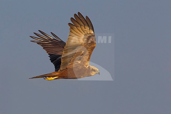 Bruine Kiekendief;  Marsh Harrier stock-image by Agami/Daniele Occhiato,