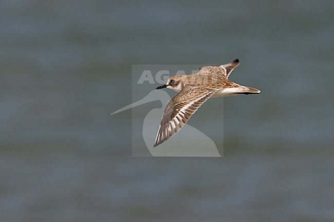 Woestijnplevier in vlucht; Greater Sand Plover in flight stock-image by Agami/Daniele Occhiato,