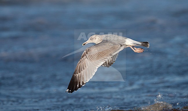 Second-winter European Herring Gull (Larus argentatus) flying over the north sea surf off the coast of Katwijk in the Netherlands. stock-image by Agami/Marc Guyt,