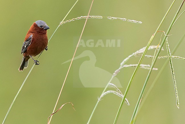 Chestnut Seedeater (Sporophila cinnamomea) Perched in grass  in Argentina stock-image by Agami/Dubi Shapiro,