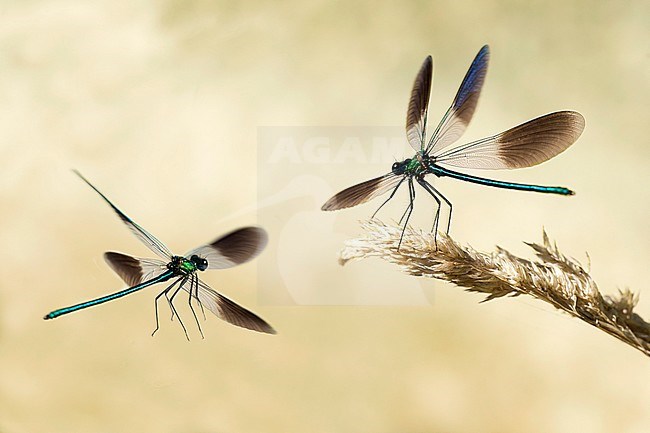 Iberische Beekjuffer, Western demoiselle, Calopteryx xanthostoma stock-image by Agami/Theo Douma,