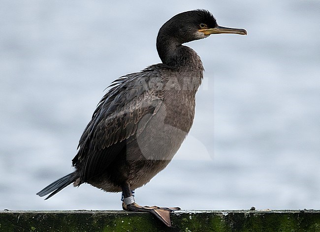 First-winter European Shag (Phalacrocorax aristotelis) wintering on inland location in the Netherlands. stock-image by Agami/Edwin Winkel,