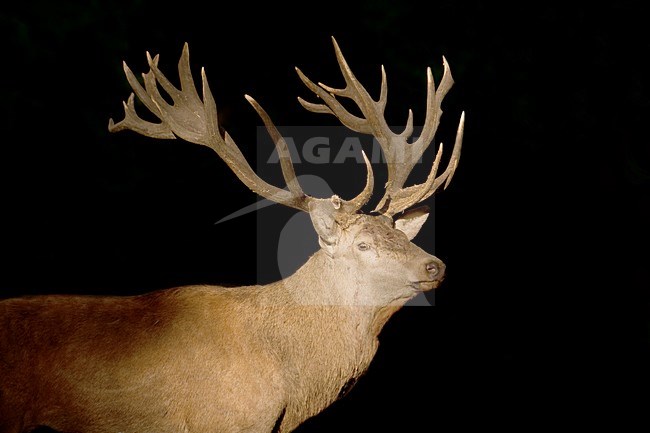 Mannetje Edelhert bij nacht; Male Red deer at night stock-image by Agami/Han Bouwmeester,