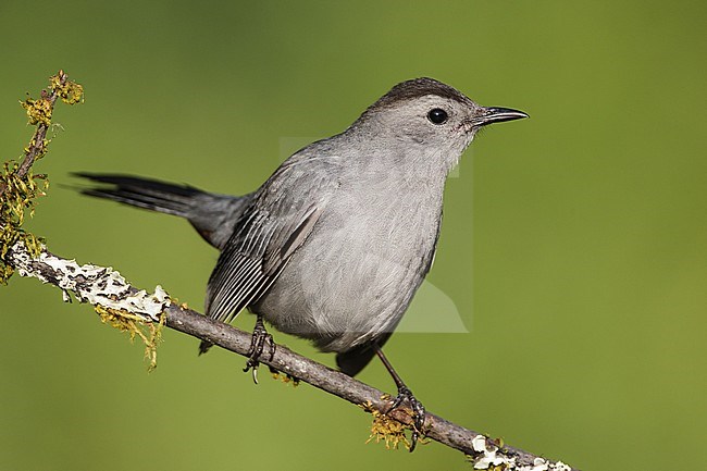 Katvogel, Gray Catbird stock-image by Agami/Brian E Small,