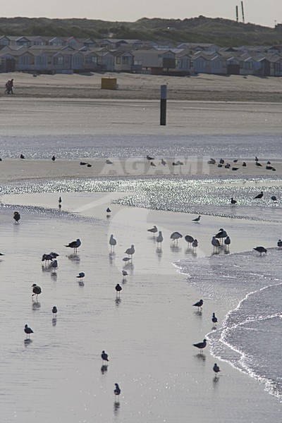 Beach at IJmuiden Netherlands, Strand bij IJmuiden Nederland stock-image by Agami/Arnold Meijer,