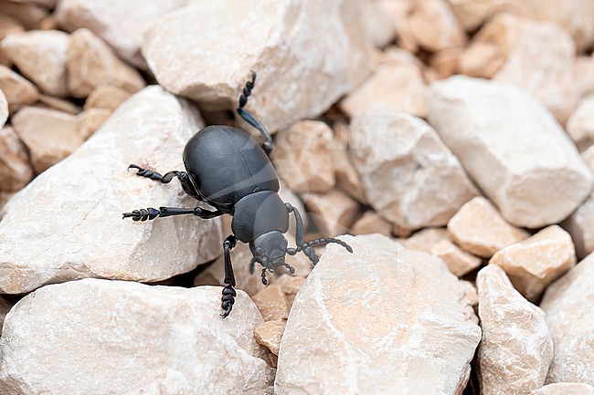 The flightless Bloody-nosed Beetle or Blood-spewing beetle stock-image by Agami/Arnold Meijer,