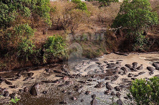 A large group of hippopotamuses, Hippopotamus amphibius, crowded in the Talek River. Talek River, Masai Mara National Reserve, Kenya. stock-image by Agami/Sergio Pitamitz,