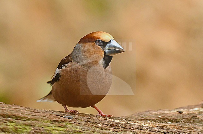 Coccothraustes coccothraustes, Hawfinch stock-image by Agami/Eduard Sangster,