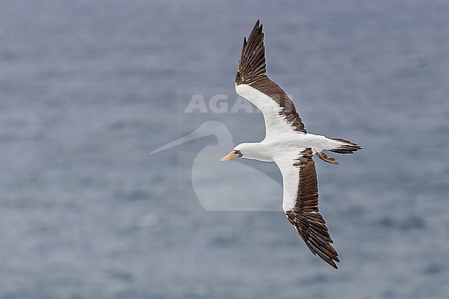 Adult Nazca Booby, Sula granti, on the Galapagos Islands, part of the Republic of Ecuador. stock-image by Agami/Pete Morris,