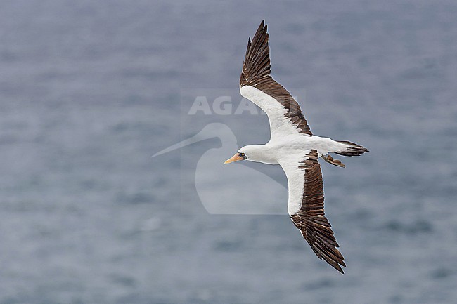 Adult Nazca Booby, Sula granti, on the Galapagos Islands, part of the Republic of Ecuador. stock-image by Agami/Pete Morris,