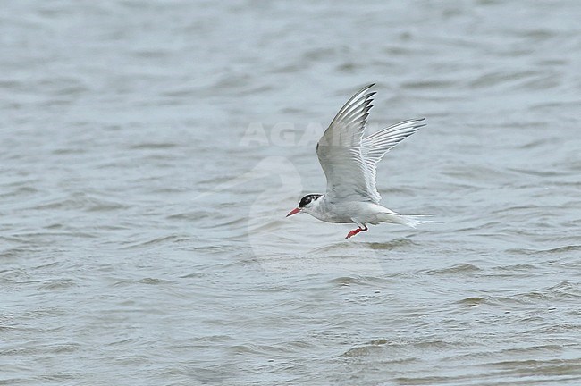 Second summer type Arctic Tern (Strena paradisaea) in th Netherlands. stock-image by Agami/Renate Visscher,