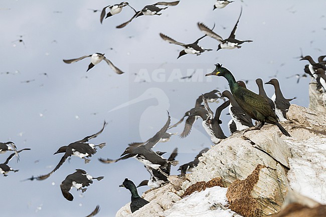 Adult European Shag (Phalacrocorax aristotelis aristotelis) in breeding colony in arctic northern Norway during breeding season. stock-image by Agami/Ralph Martin,