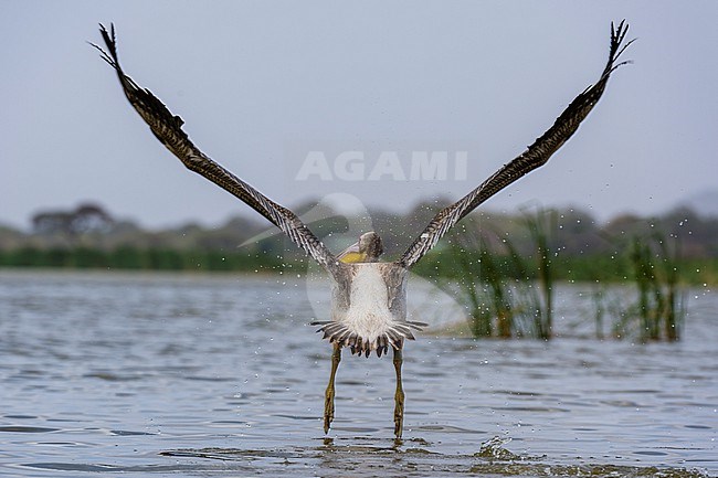 A great white pelican, Pelecanus onocrotalus, taking off. Voi, Lake Gipe, Tsavo, Kenya stock-image by Agami/Sergio Pitamitz,