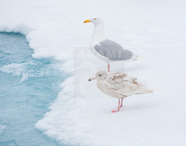 Immature Glaucous Gull (Larus hyperboreus) standing at the drift ice north of Svalbard, arctic Norway. Adult bird in the background. stock-image by Agami/Marc Guyt,