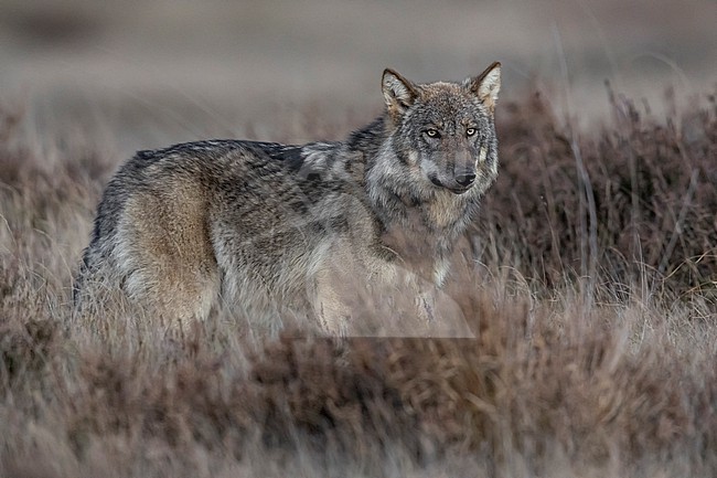  stock-image by Agami/Vincent Legrand,