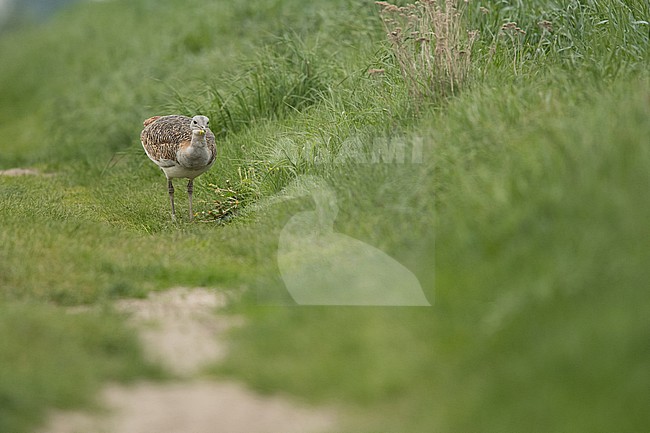 adult female Great Bustard (Otis tarda) feeding on dandelion stock-image by Agami/Mathias Putze,