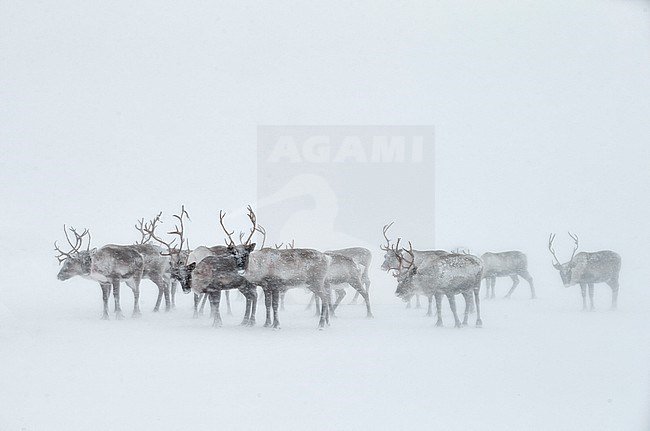 Reindeer, Angifer tarandus, in winter landscape in northern Scandinavia. stock-image by Agami/Markus Varesvuo,