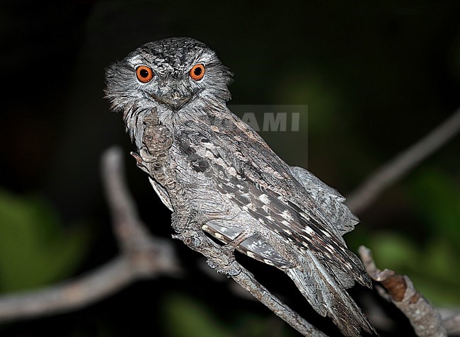 Tawny Frogmouth (Podargus strigoides) at Karumba in Queensland, Australia. stock-image by Agami/Aurélien Audevard,