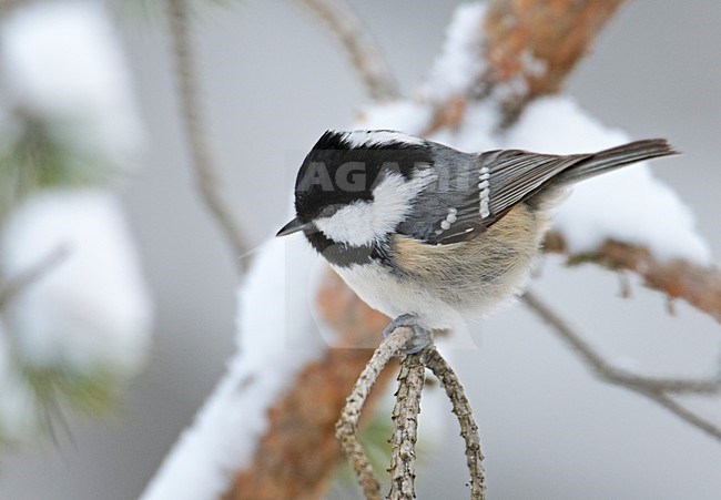 Zwarte mees in sneeuw, Coal Tit in snow stock-image by Agami/Markus Varesvuo,