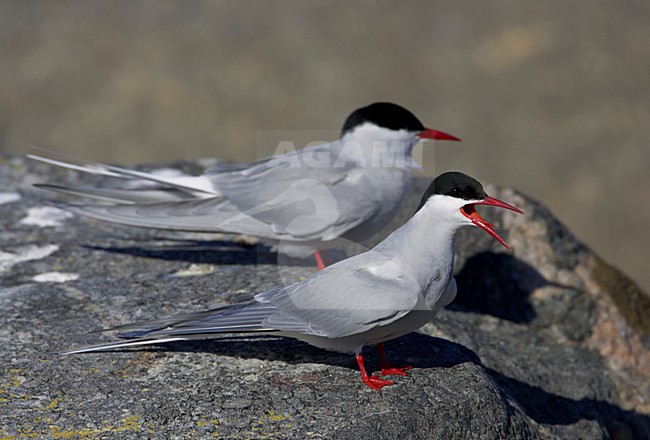 Paartje volwassen Noordse Sterns in zomerkleed; Pair of adult summer Arctic Tern stock-image by Agami/Markus Varesvuo,