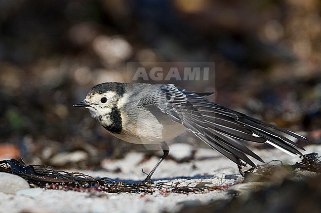 Pied Wagtail - Trauerbachstelze - Motacilla alba ssp. yarelli, Germany, 1st cy stock-image by Agami/Ralph Martin,
