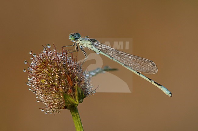 Rustende Watersnuffel; Common Blue Damselfly resting; stock-image by Agami/Walter Soestbergen,