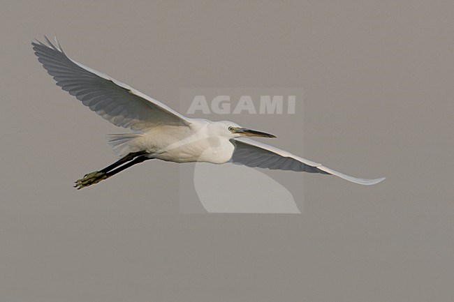 Kleine Zilverreiger in de vlucht; Little Egret in flight stock-image by Agami/Daniele Occhiato,