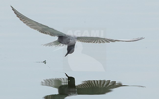 Black tern (Chlidonias niger) in flight, catching prey. stock-image by Agami/Lennart Verheuvel,