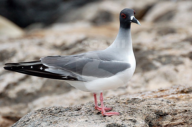 The Swallow-tailed Gull (Creagrus furcatus) is an endemic species, only breeding on the Galapagos Islands of Ecuador and an island off the coast of Colombia. stock-image by Agami/Eduard Sangster,