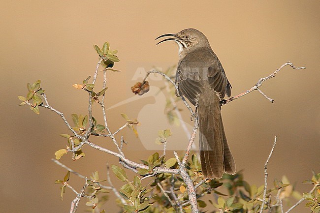 Adult 
Socorro Co., NM 
December 2008 stock-image by Agami/Brian E Small,