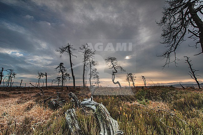 Skeleton Trees at the Noir Flohay stock-image by Agami/Wil Leurs,