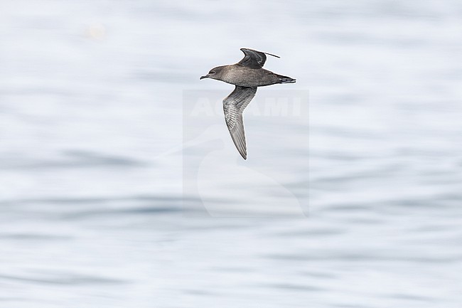  stock-image by Agami/Menno van Duijn,