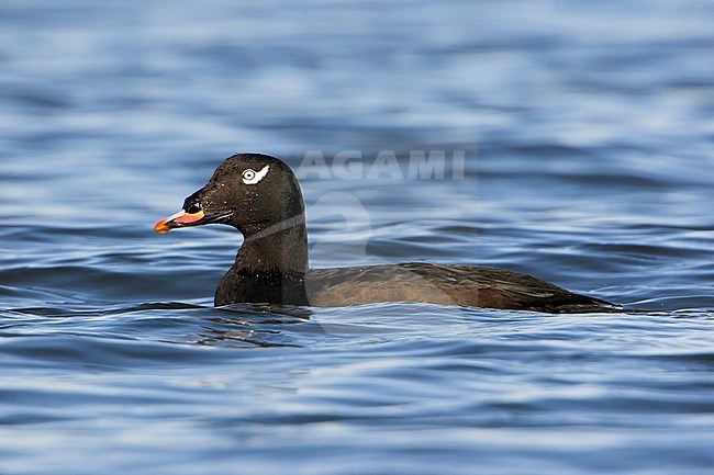 White-winged Scoter (Melanitta fusca) swimming in the ocean in Parksville, BC, Canada. stock-image by Agami/Glenn Bartley,