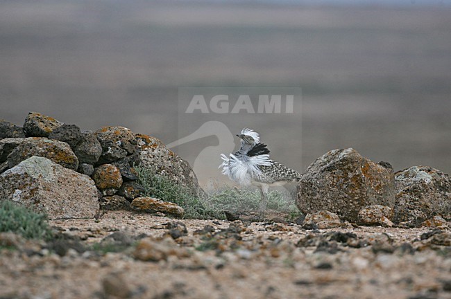 Canary Islands Bustard adult male displaying; Canarische Kraagtrap volwassen man baltsend stock-image by Agami/Bill Baston,