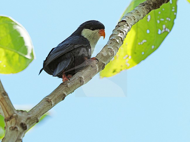 Blue Lorikeet, Vini peruviana, in French Polynesia. Perched in a tropical tree. stock-image by Agami/James Eaton,